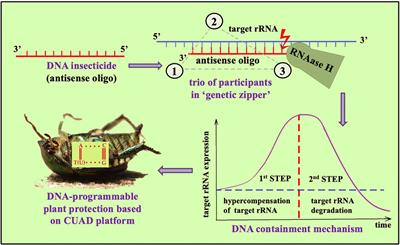 Biodegradation of insecticides: oligonucleotide insecticides and double-stranded RNA biocontrols paving the way for eco-innovation